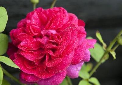 适合送给妈妈的花