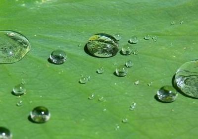 辛硫磷主要杀什么虫