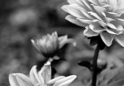 郁金香几月开花