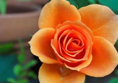 车厘子和樱桃区别