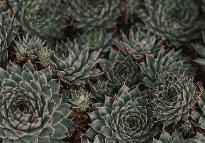 郁金香颜色花语