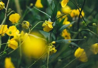 送花语录一句话