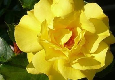 适合母亲节送的花