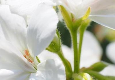 车厘子有国产的吗