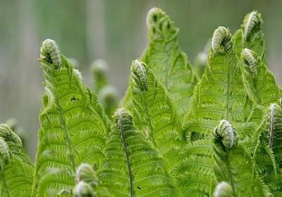 车厘子品种排名