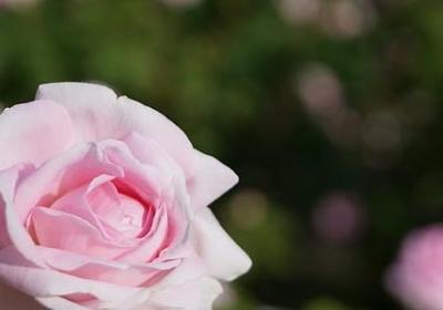 车厘子的保存方法