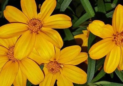 透骨草长什么样