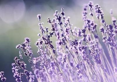 郁金香有香味吗