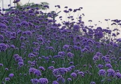 车厘子是凉性的吗