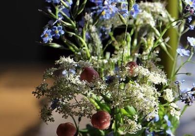 迎春花的功效与作用