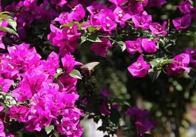 车厘子能多吃吗