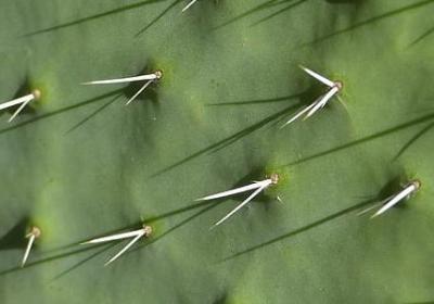 迎春花几月开花