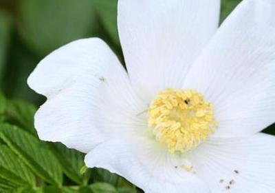 郁金香几月份开花