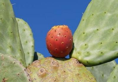 车厘子种植条件