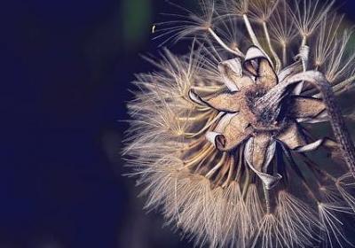 车厘子多钱一斤