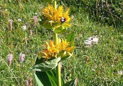 车厘子种植方法