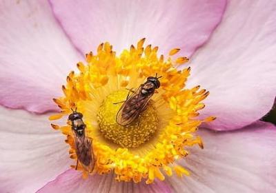 郁金香什么时候开