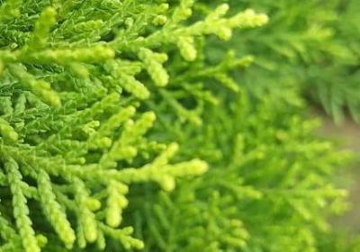 郁金香有没有毒