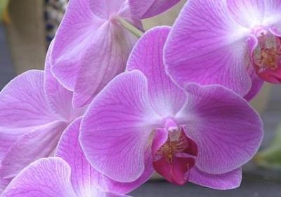 送妈妈应该送什么花