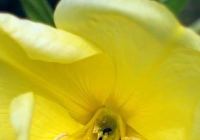 车厘子放冰箱还是常温