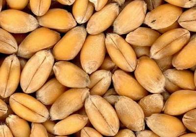 适合家养的花卉