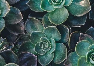 郁金香的花语是什么意思