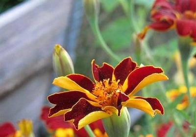 车厘子怎么清洗