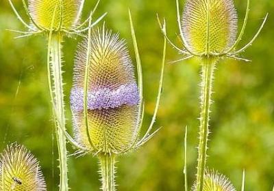 郁金香多久开花