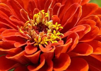 送女朋友什么花