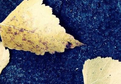 迷迭香是什么味道