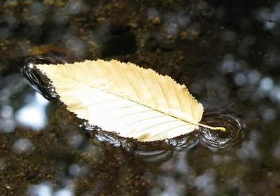 郁金香怎么种植