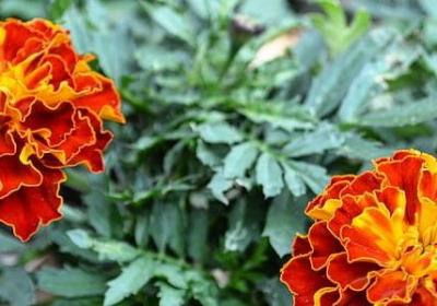 郁金香花怎么养