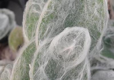 郁金香的生长过程