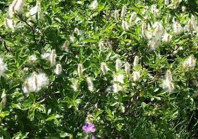 郁金香种球怎么种植