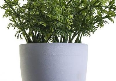 郁金香花语是什么意思