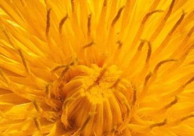 车厘子就是樱桃吗