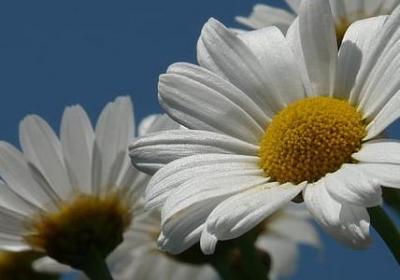 适合春天种的蔬菜