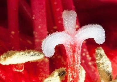 车厘子和樱桃是同一种水果吗