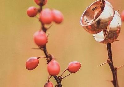 车厘子怎么种植