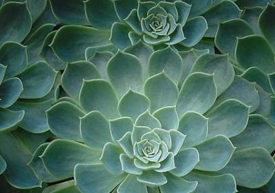 送向日葵代表什么意思