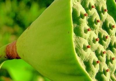 郁金香的种植方法和时间