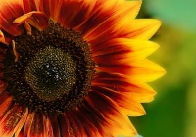 过年适合买什么花