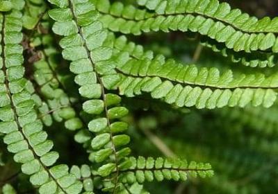 车厘子有哪些品种