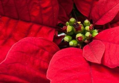 郁金香能放卧室吗