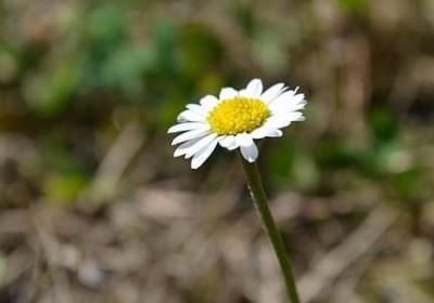 车厘子能放多久