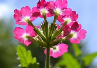 迷迭香的养殖方法和注意事项