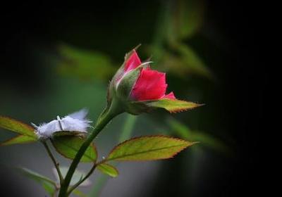 适合室内养的植物