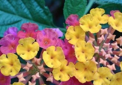 车厘子要放冰箱吗