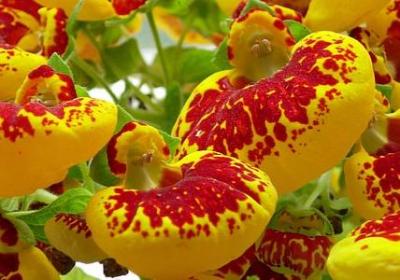 郑州荣盛花语水岸