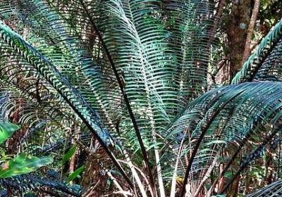 辣椒什么时候种